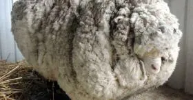 QUID laine de mouton. Tout savoir sur son pouvoir d'isolation