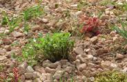 Semence écovégétal mousse - Aménagement du jardin Semence écovégétal mousse - Aménagement du jardin
