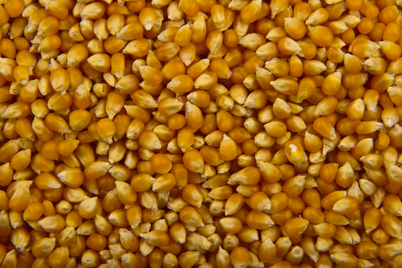 Maïs à expanser avec adjuvant - Isolant écologique et naturel toiture et mur Maïs à expanser avec adjuvant - Isolant écologique et naturel toiture et mur