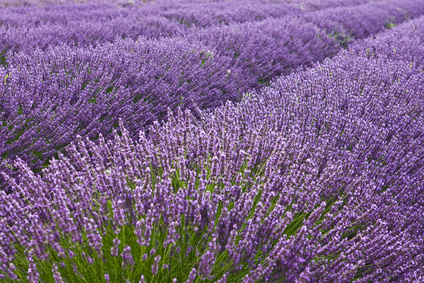Paille de lavande broyée en vrac - Isolants naturels biosourcés Paille de lavande broyée en vrac - Isolants naturels biosourcés